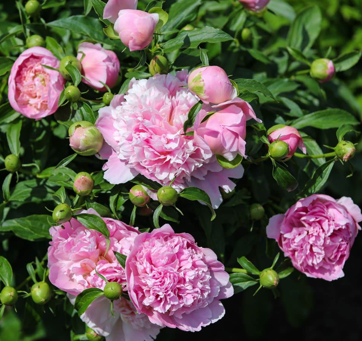 A peony bush in pink bloom.