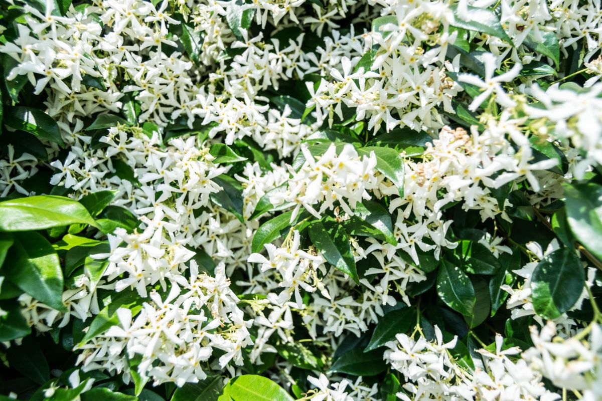 Jasmine shrub in full white bloom.