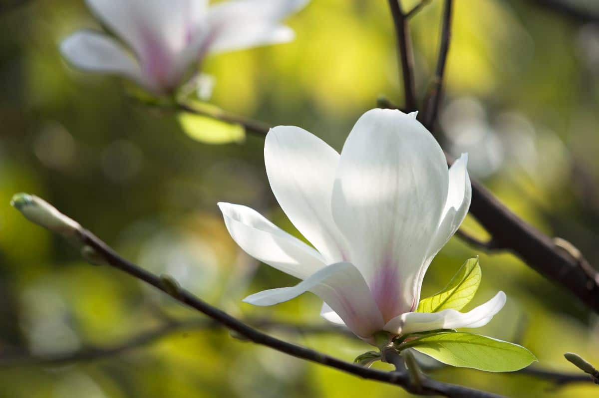 A white flower of a Yulan Magnolias.