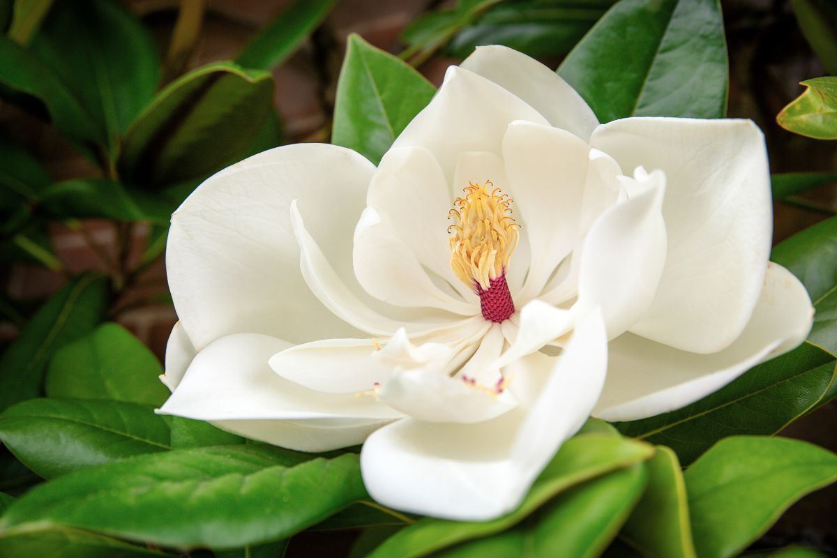 Magnolia grandiflora white flower.