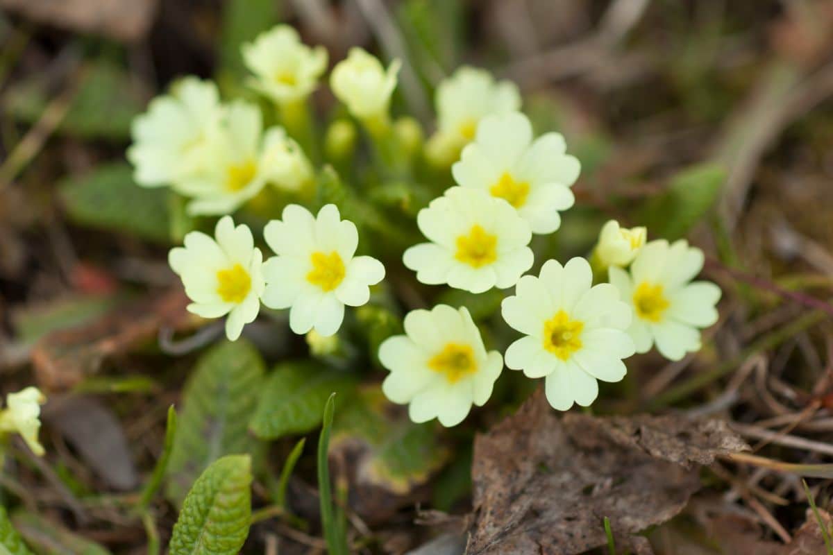 A Primrose plant in yellow bloom.