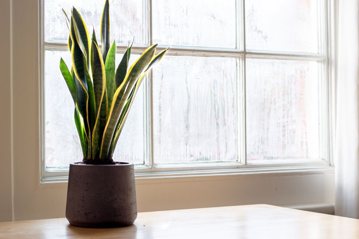 Snake Plant in a brown pot on a table near a window.
