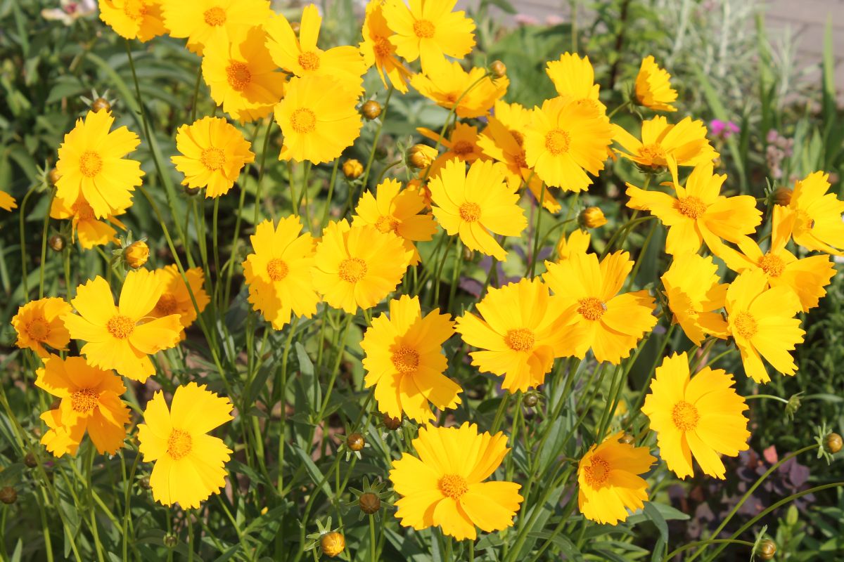 Coreopsis in full yellow bloom on a sunny day.