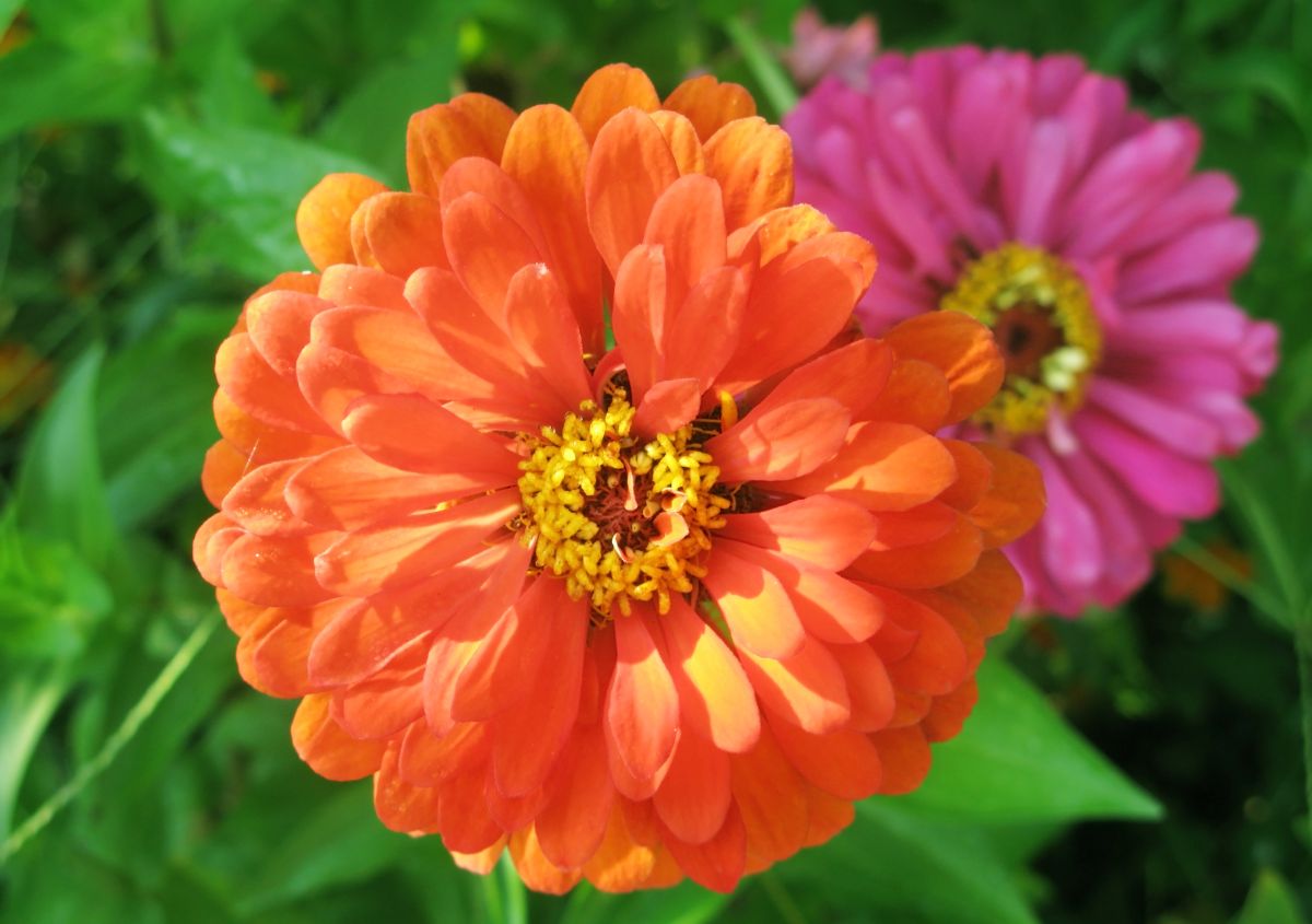 A close-up of beautiful flowers of a Zinnia on a sunny day.