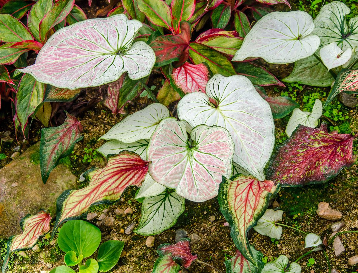 Heart-shaped leaves with red stripes of a Caladium plant.