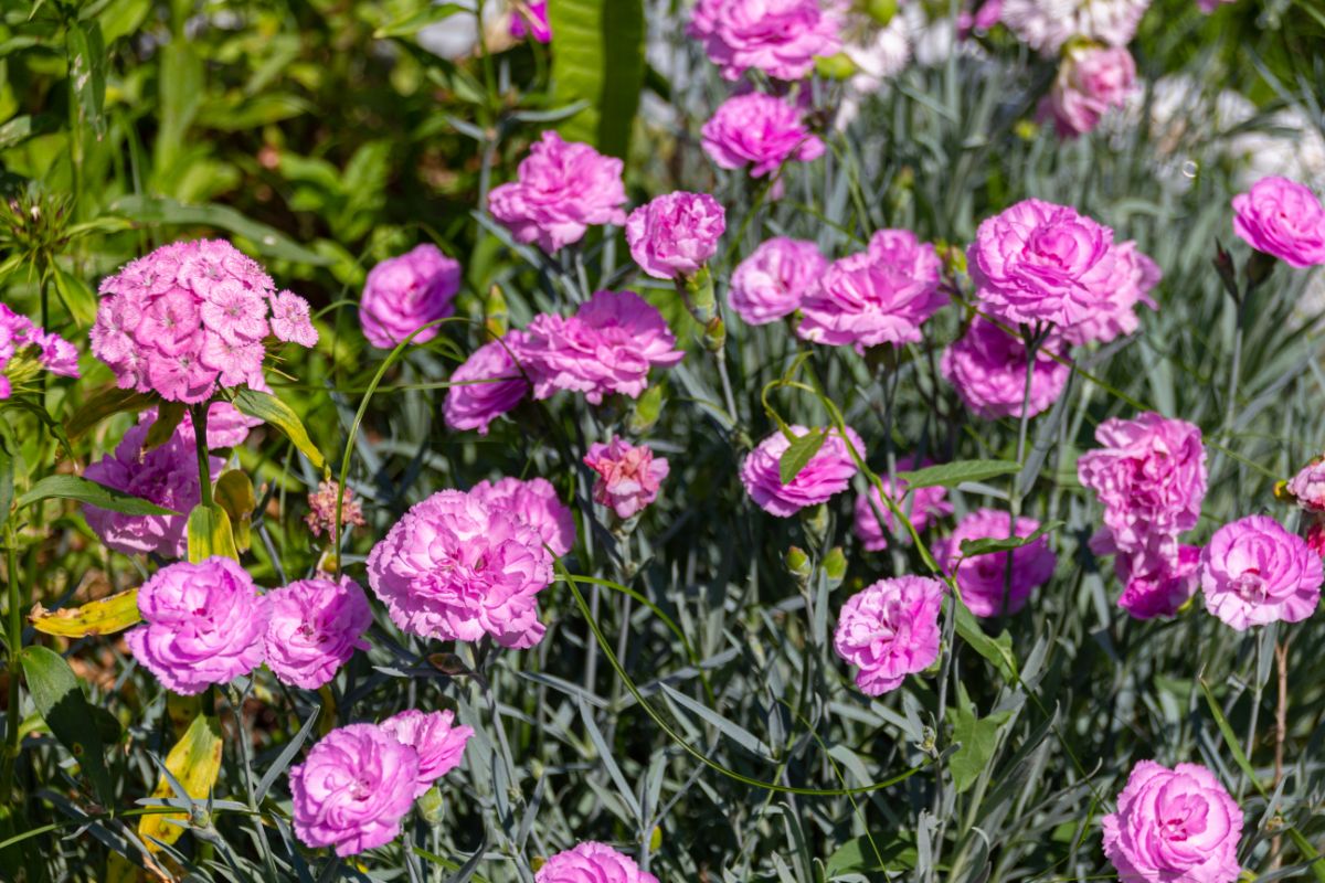 Carnations in pink bloom on a sunny day.