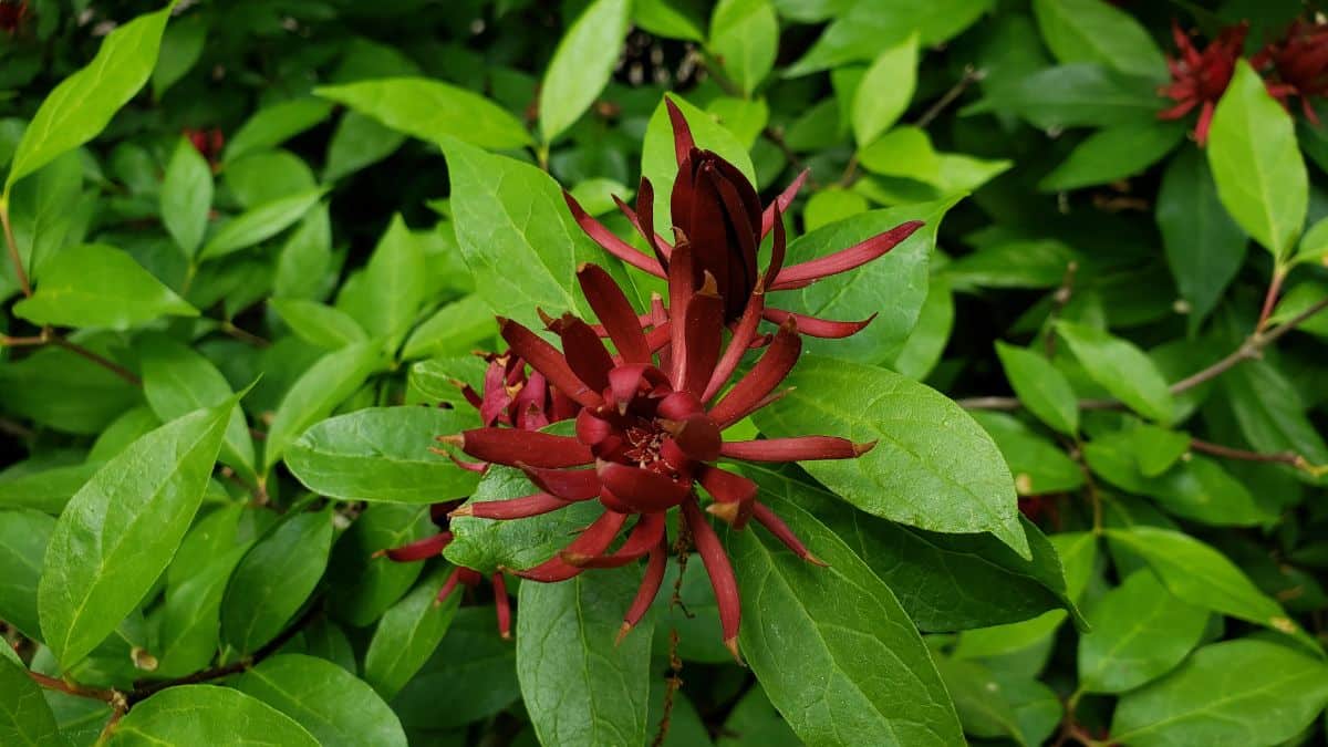 Carolina Allspice in dark-brown bloom.