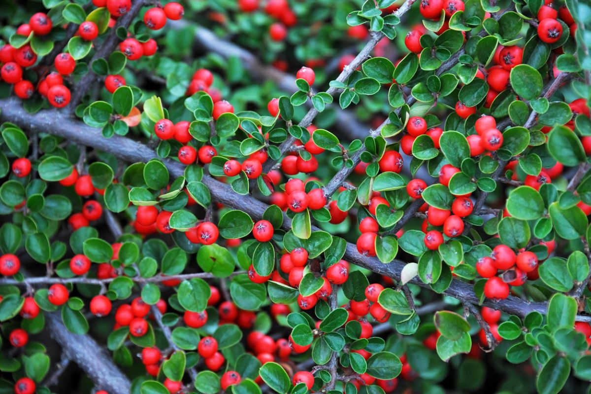 Cotoneaster with ripe red berries.
