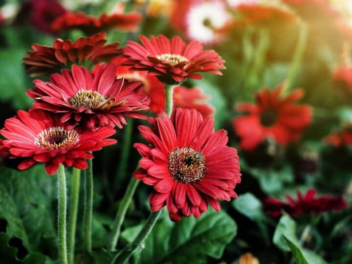30 Best Bedroom Plants (Air Purifying