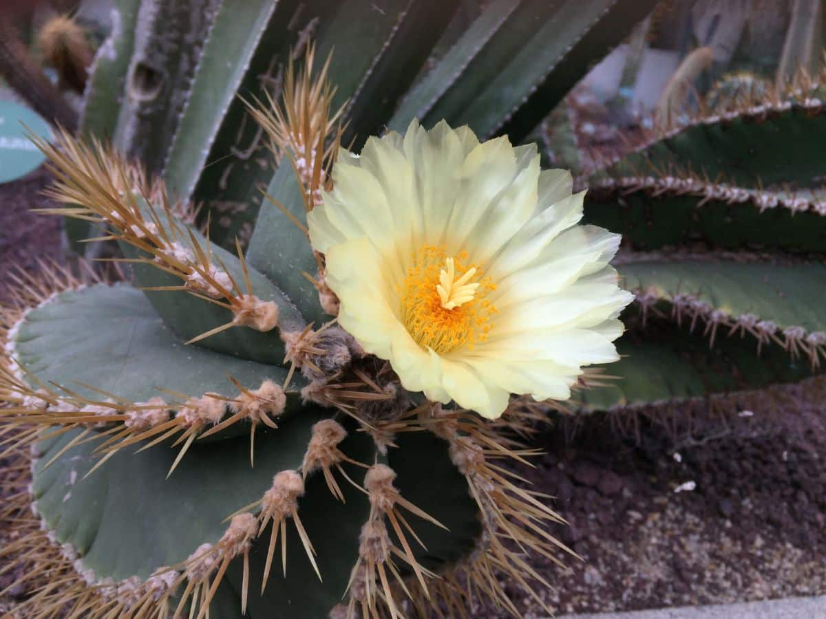 A close-up of a Monk’s Hood Cactus with a yellow flower.