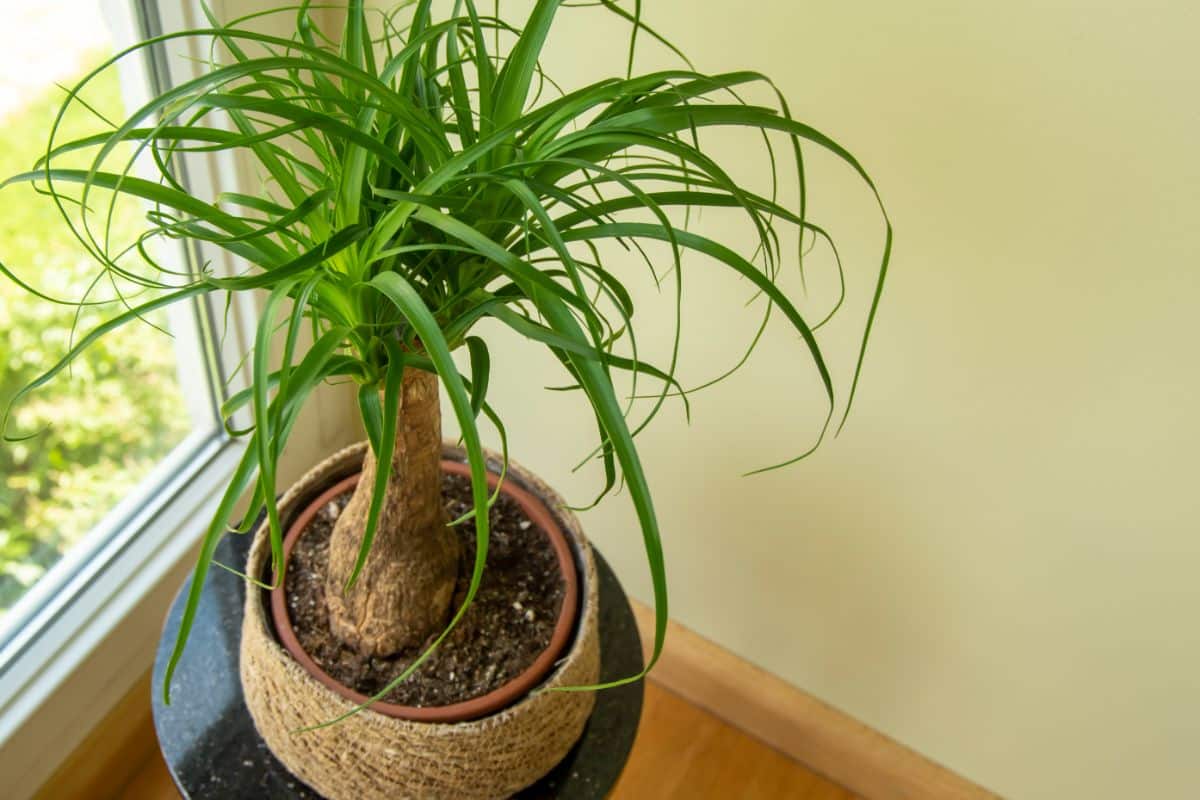 Ponytail Palm in a pot near a window.