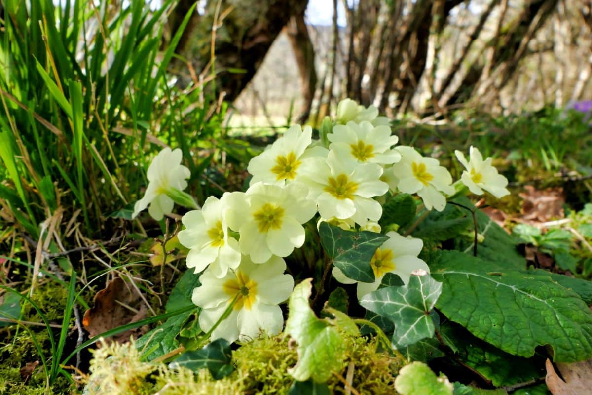 Primrose in yellow bloom in the forest.