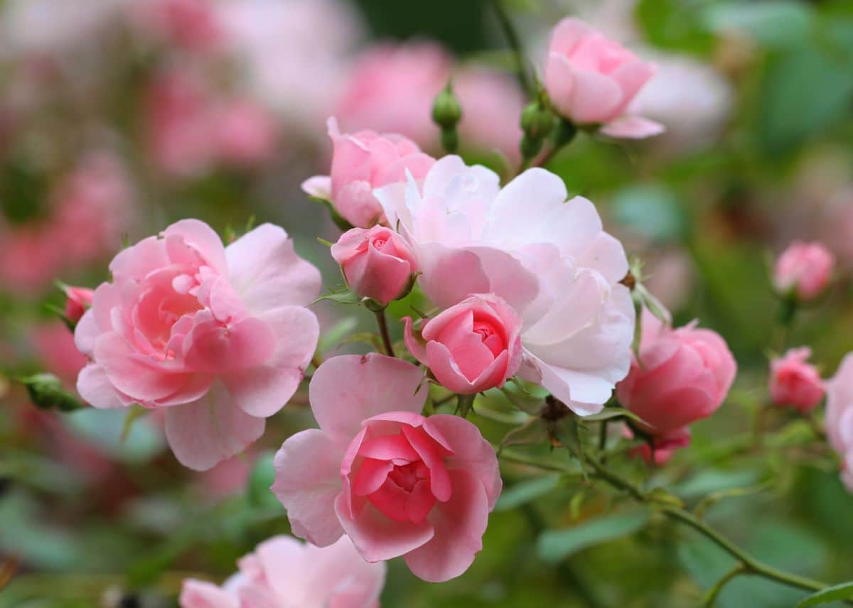 A close-up of pink rose flowers.