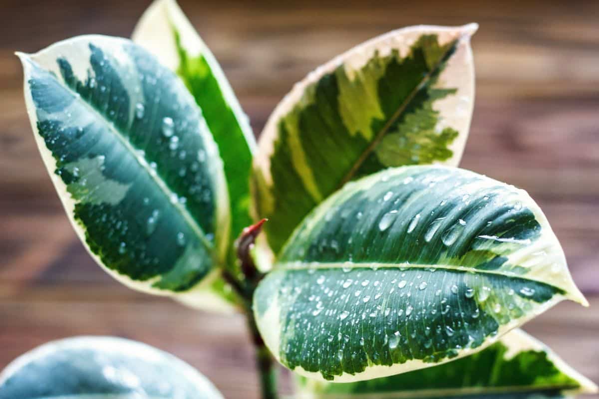 A close-up of green leaves with waterdrops of a Rubber Tree plant.