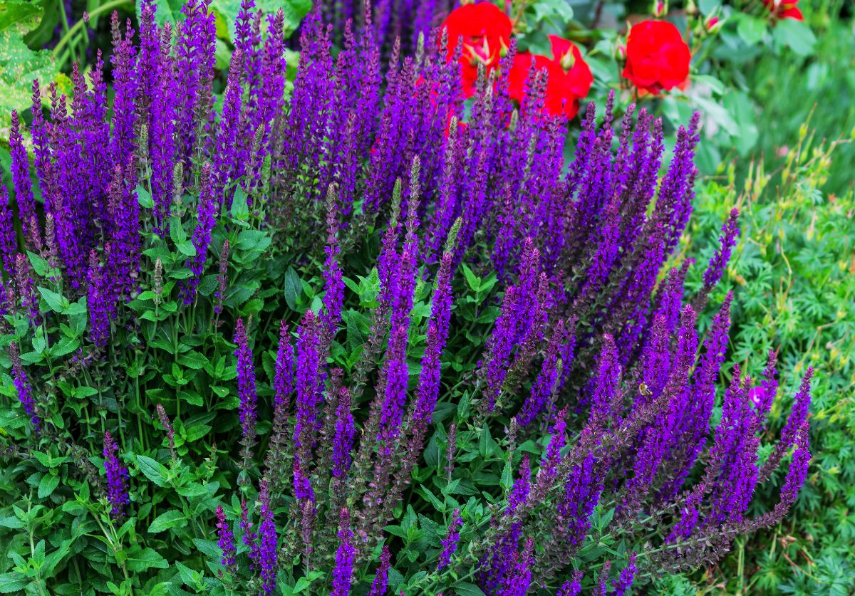 Spiked Speedwell in vibrant purple bloom in a garden.