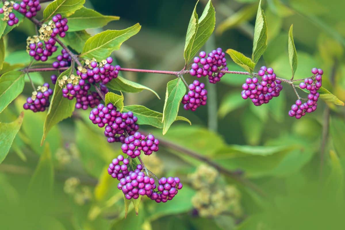 Beautyberry with ripe purple berry clusters.