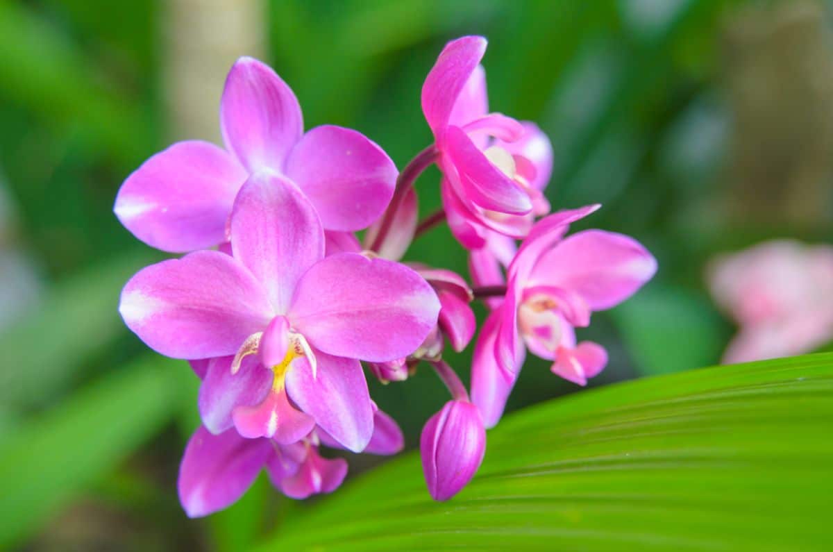 A close-up of a Bletilla plant in a pink bloom.