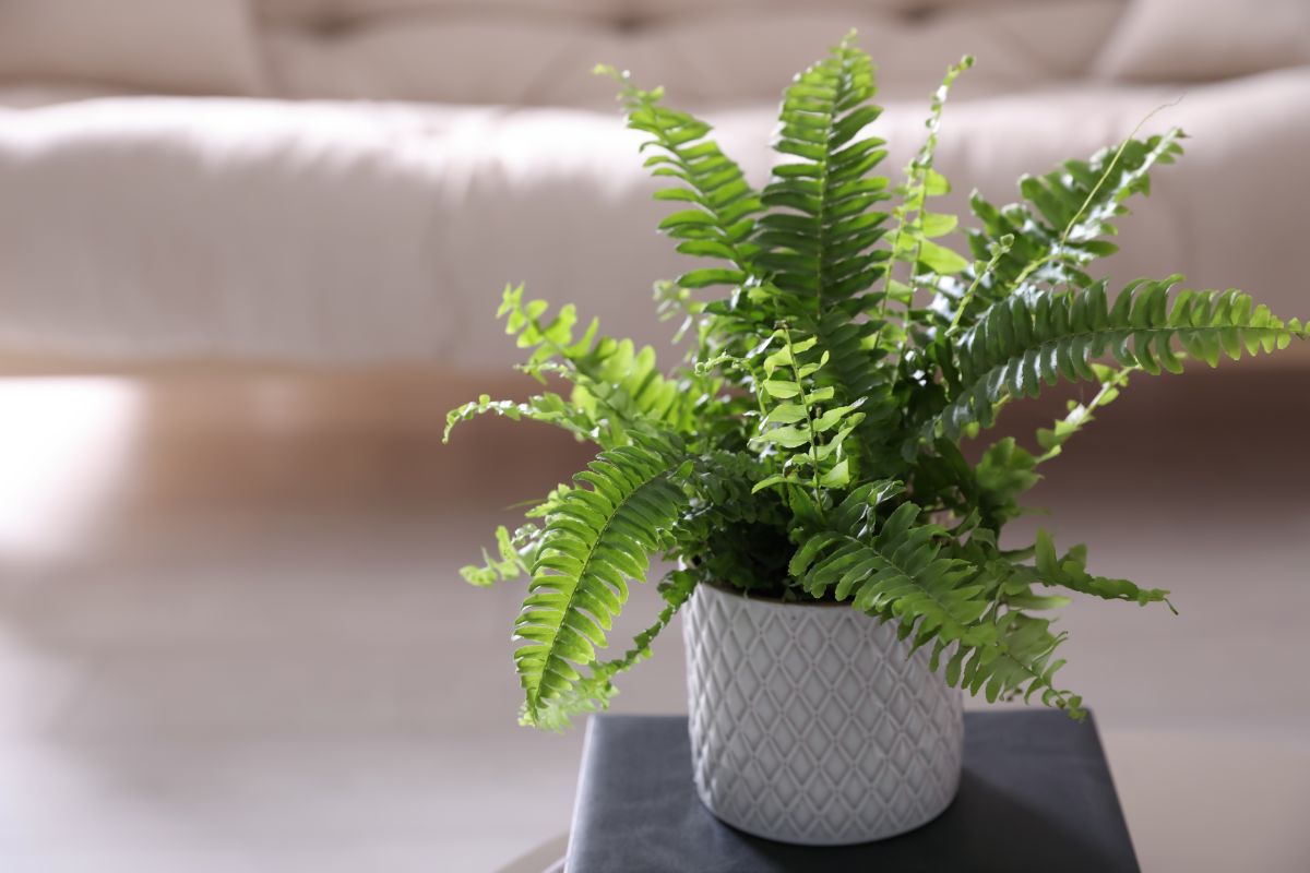 Boston Fern in a white pot on a small table.