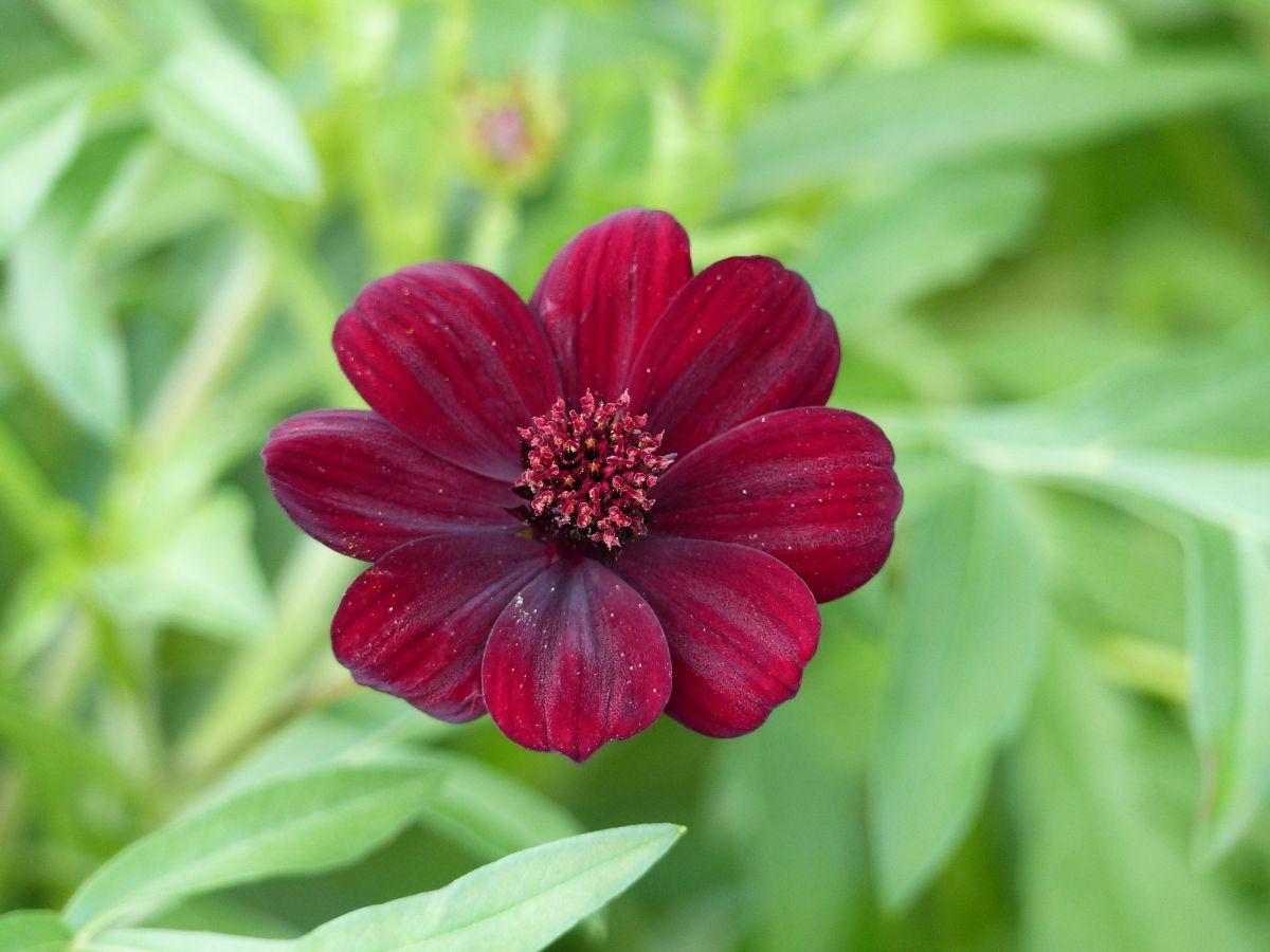 A close-up of a dark-brown Chocolate Cosmos flower.
