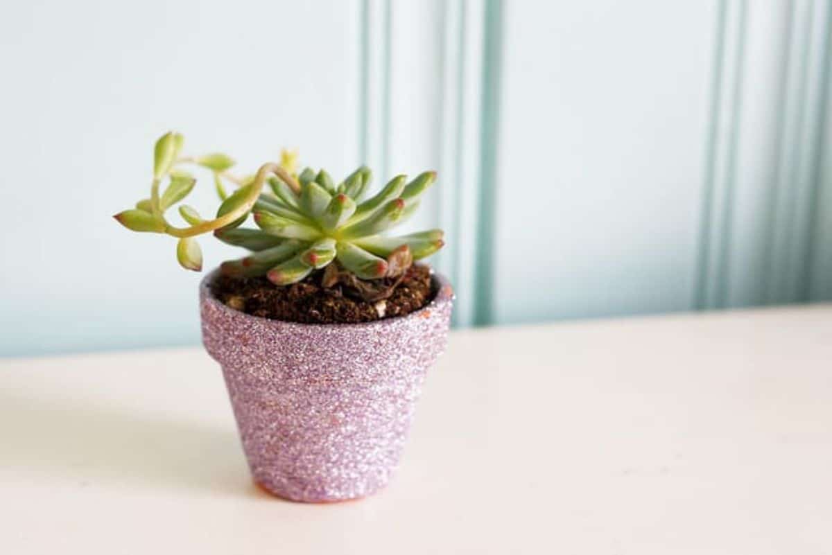 Glitter flower pot with a succulent.