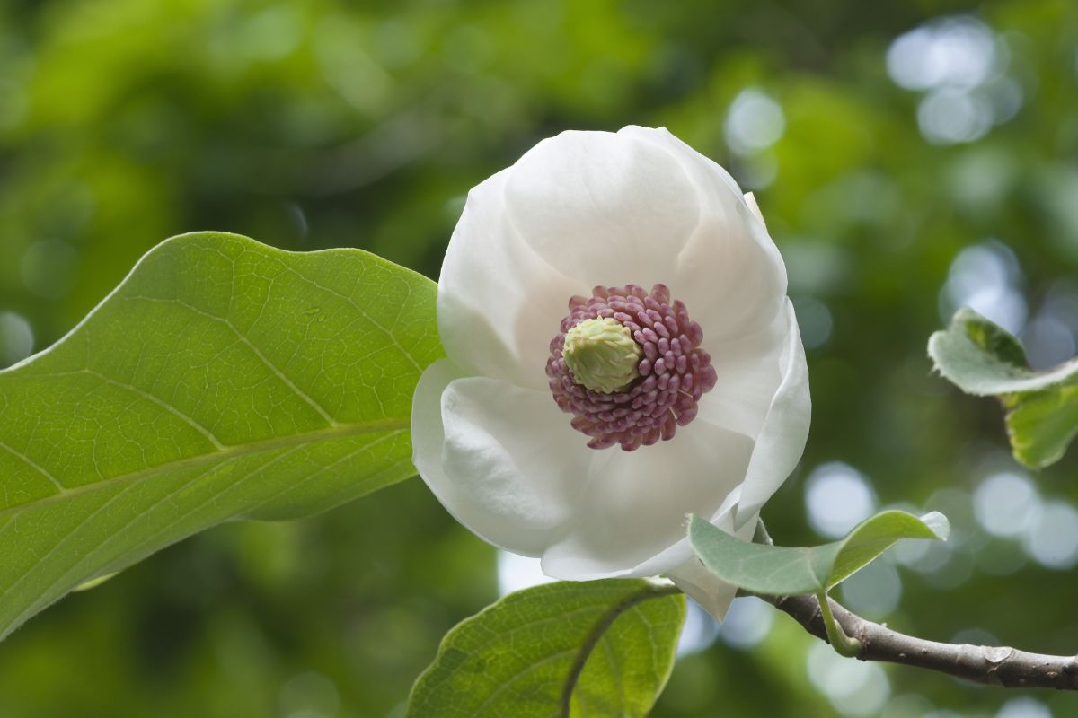 Colossus (Magnolia sieboldii ‘Colossus’) white flower with a pink center.