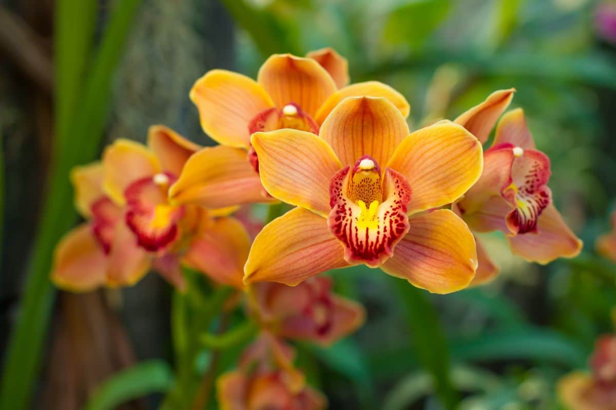 A close-up of beautiful orange Orchid flowers.