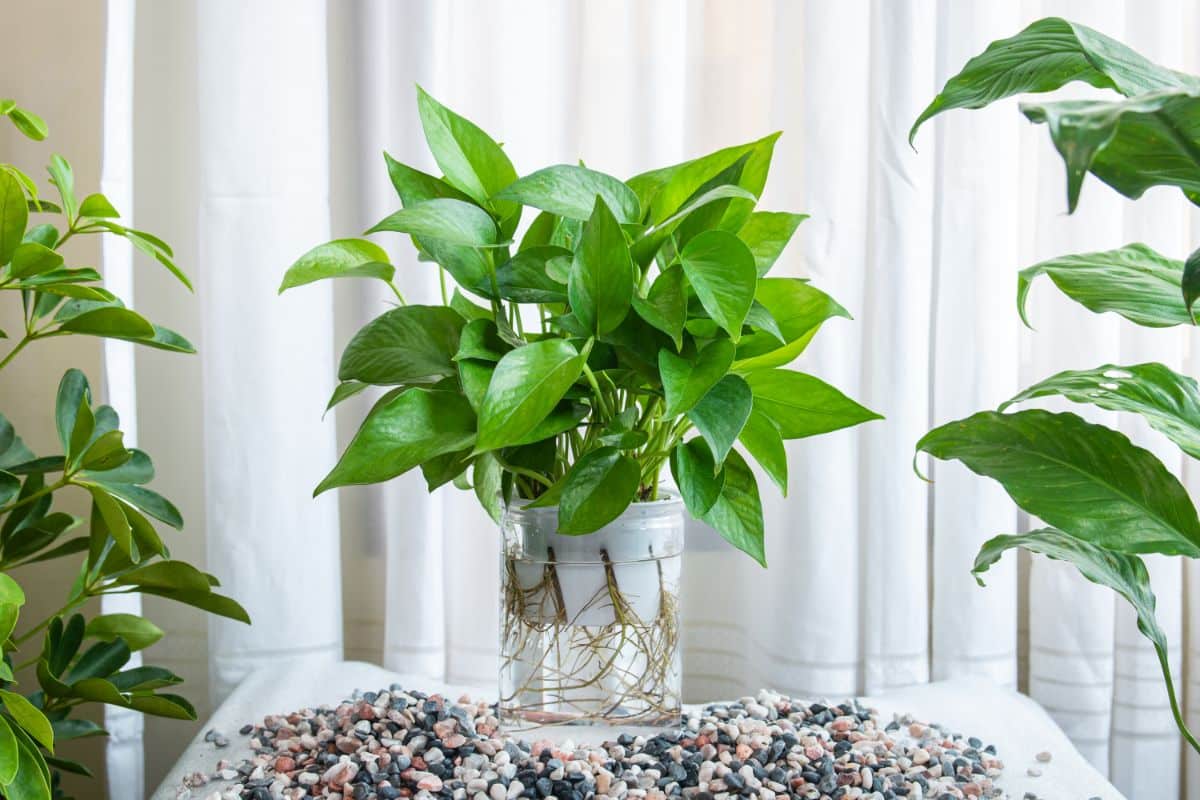 Pothos plant in a pot with water near curtains.