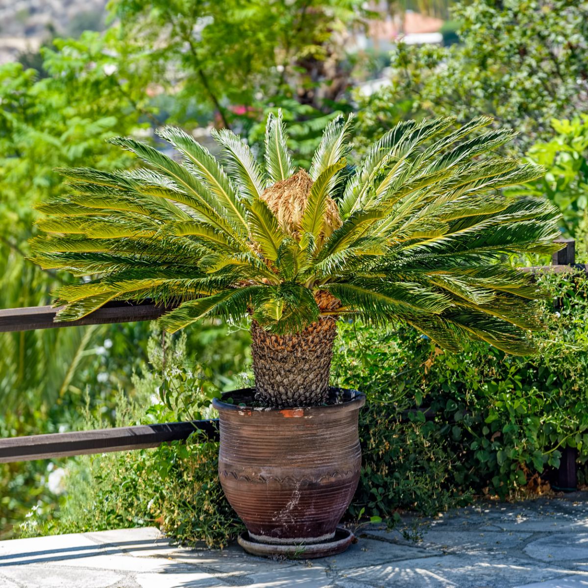 Sago Palm in a brown pot on a balcony.