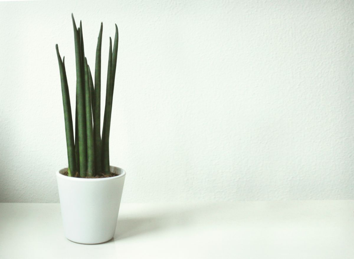 Cylindrical Snake Plant in a white pot.