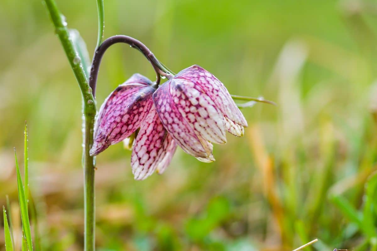 A close-up of a Snake’s head fritillary plant striped flower.
