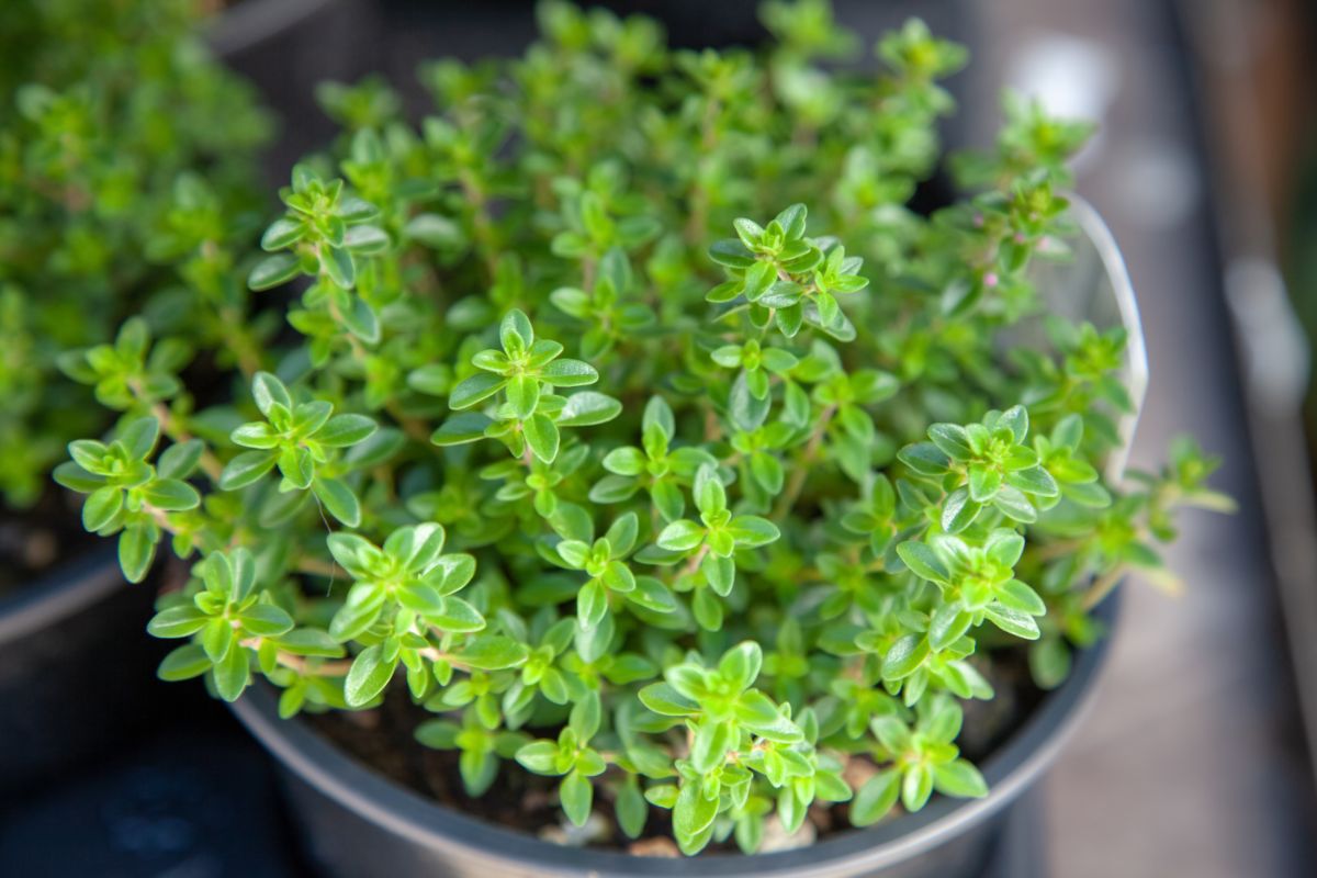 Thyme growing in a metal pot.