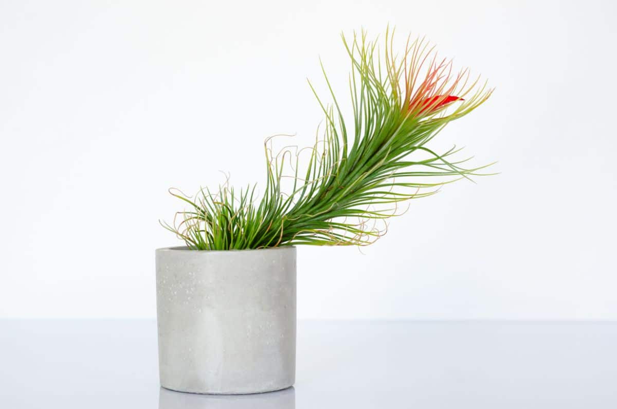 Tillandsia funckiana in red bloom growing in a white pot.