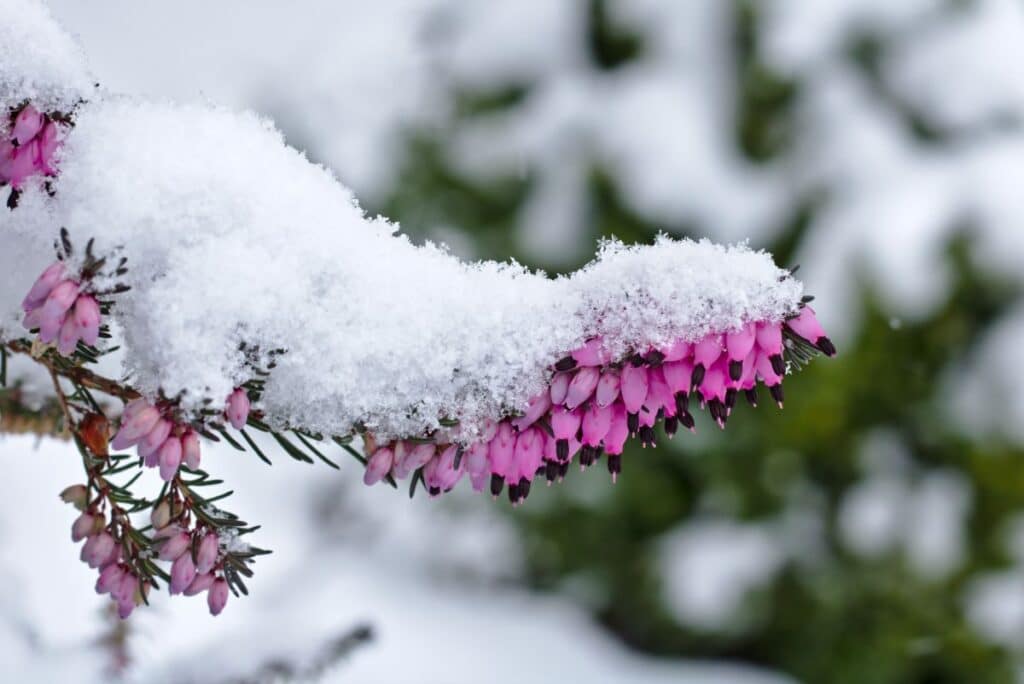 20 Beautiful Flowers That Bloom in Winter