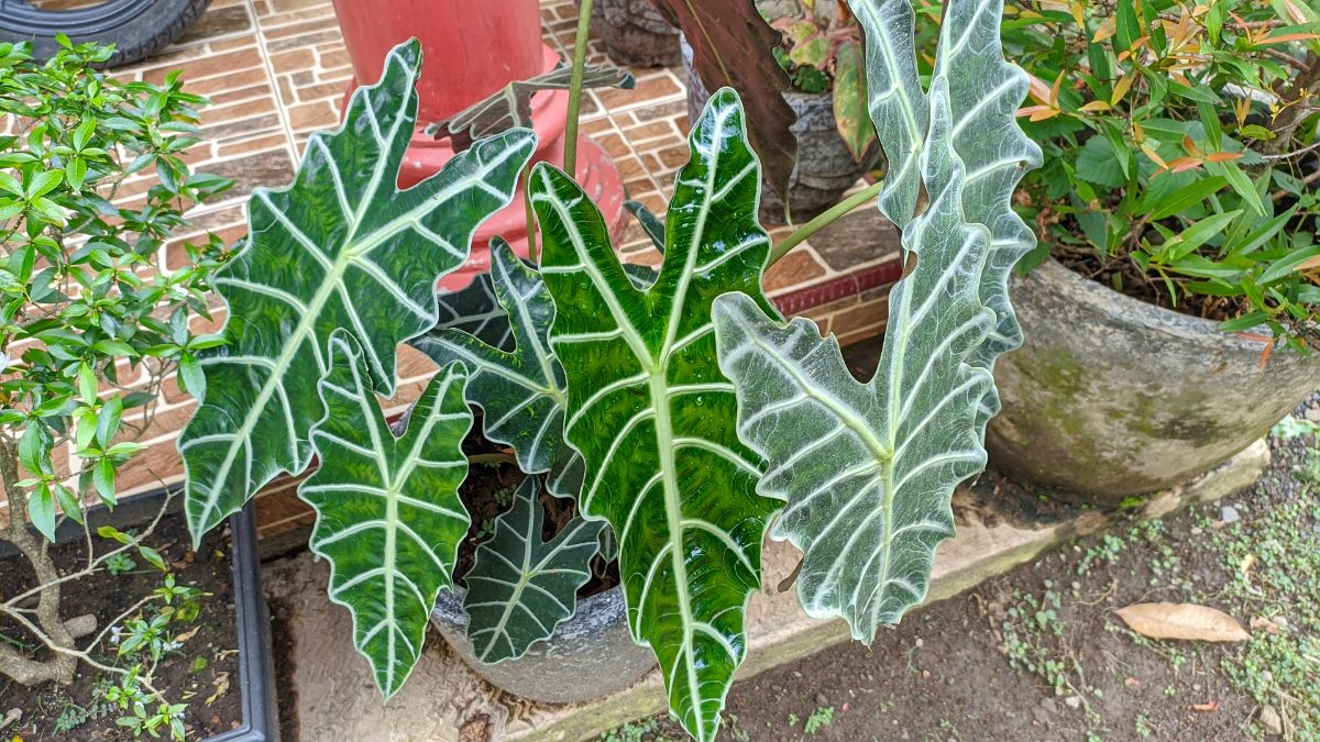 African Mask Plant with big veiny leaves in a pot.