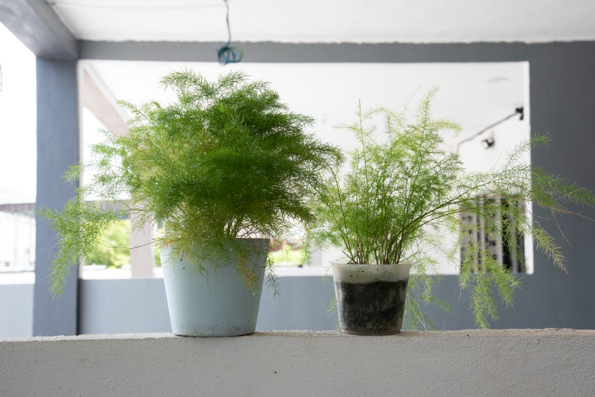Asparagus Ferns in pots on a concrete shelf.