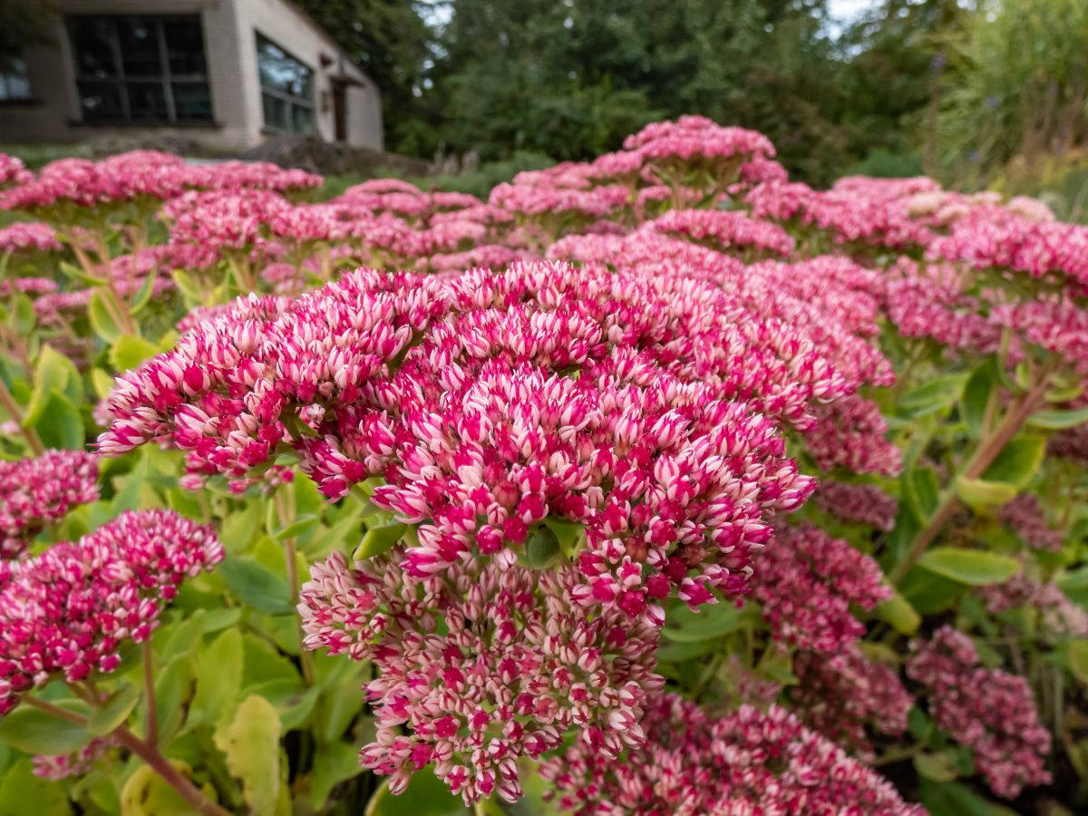 A close-up of a beautiful Autumn Joy Stonecrop in red bloom.