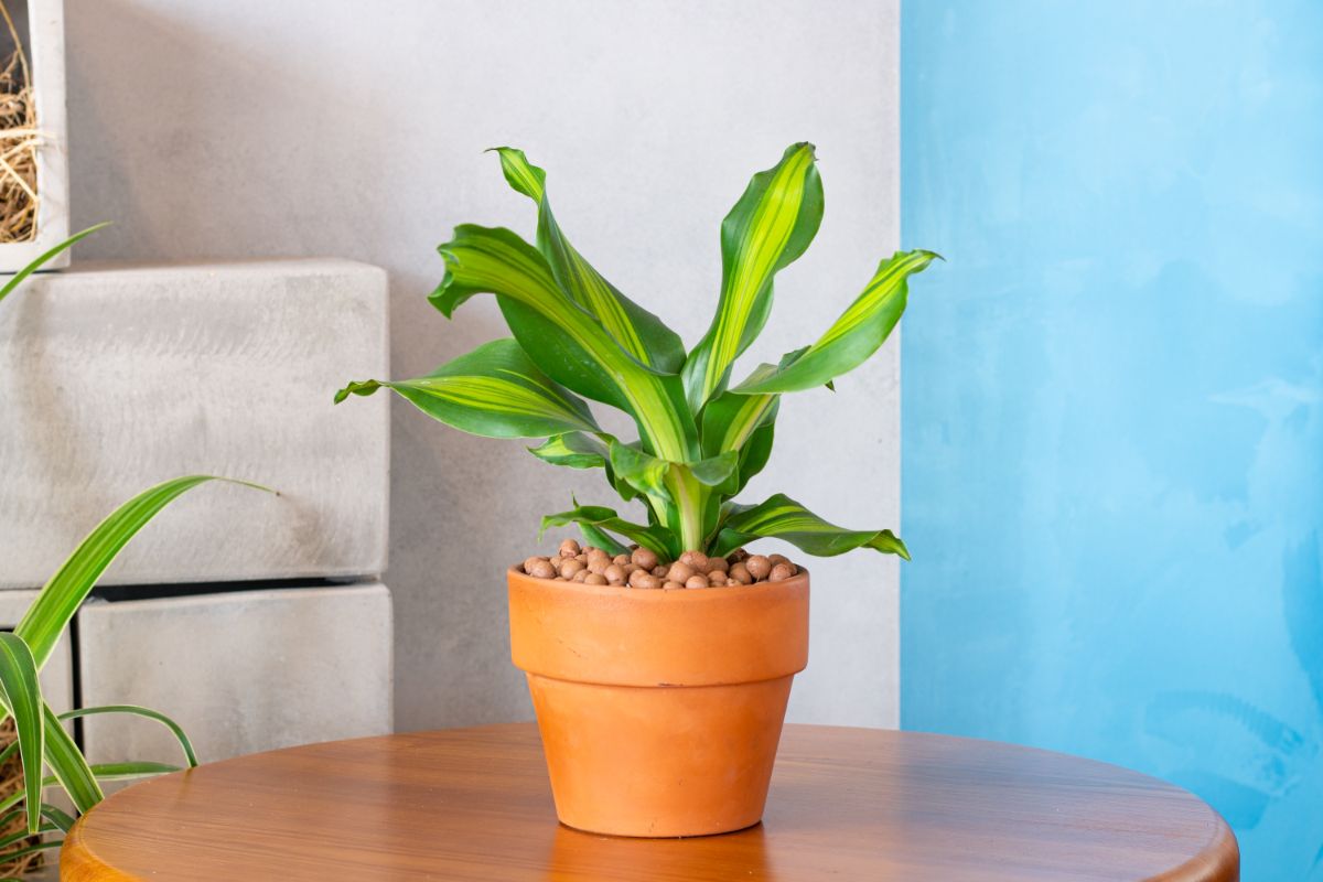 A Corn Plant with striped foliage in a terracotta pot on a table.