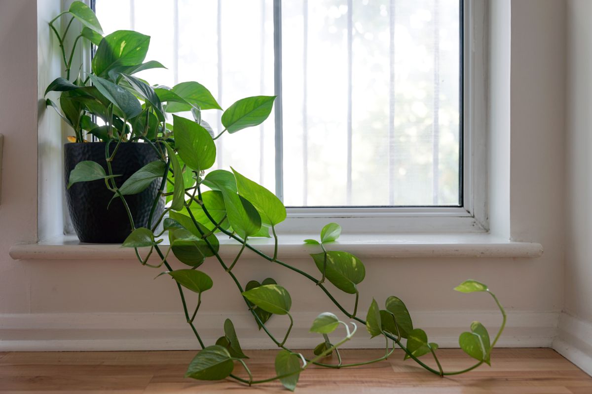 Heartleaf Philodendron growing in a black pot on a windowsill.