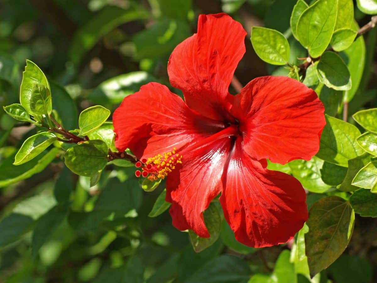 A close-up of a red-vibrant Hibiscus flower.