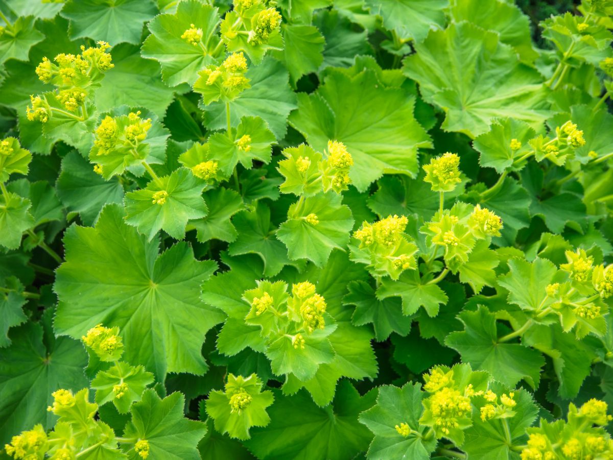 Lady’s Mantle plant with yellow flowers.