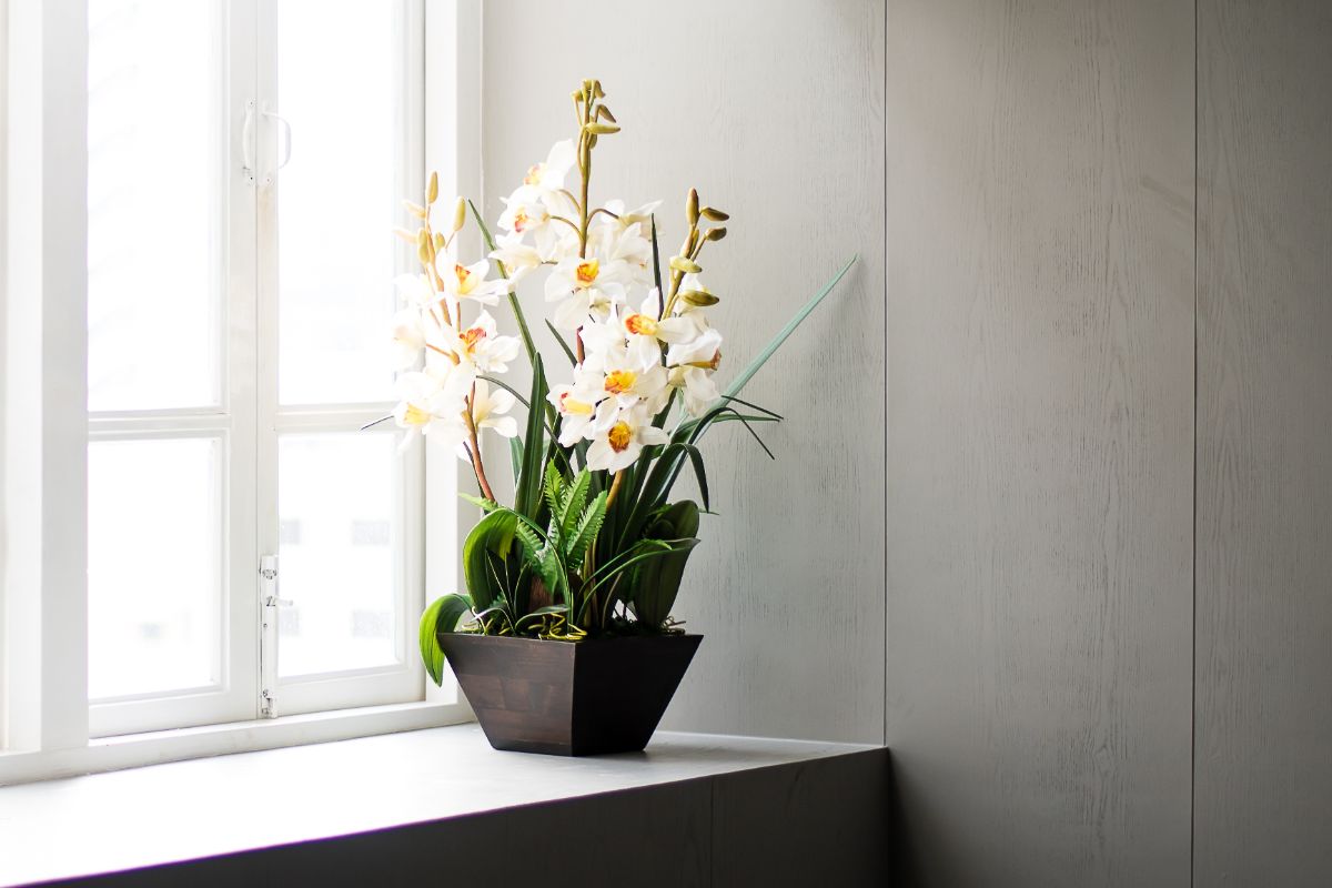 Orchid in white bloom in a pot on a windowsill.