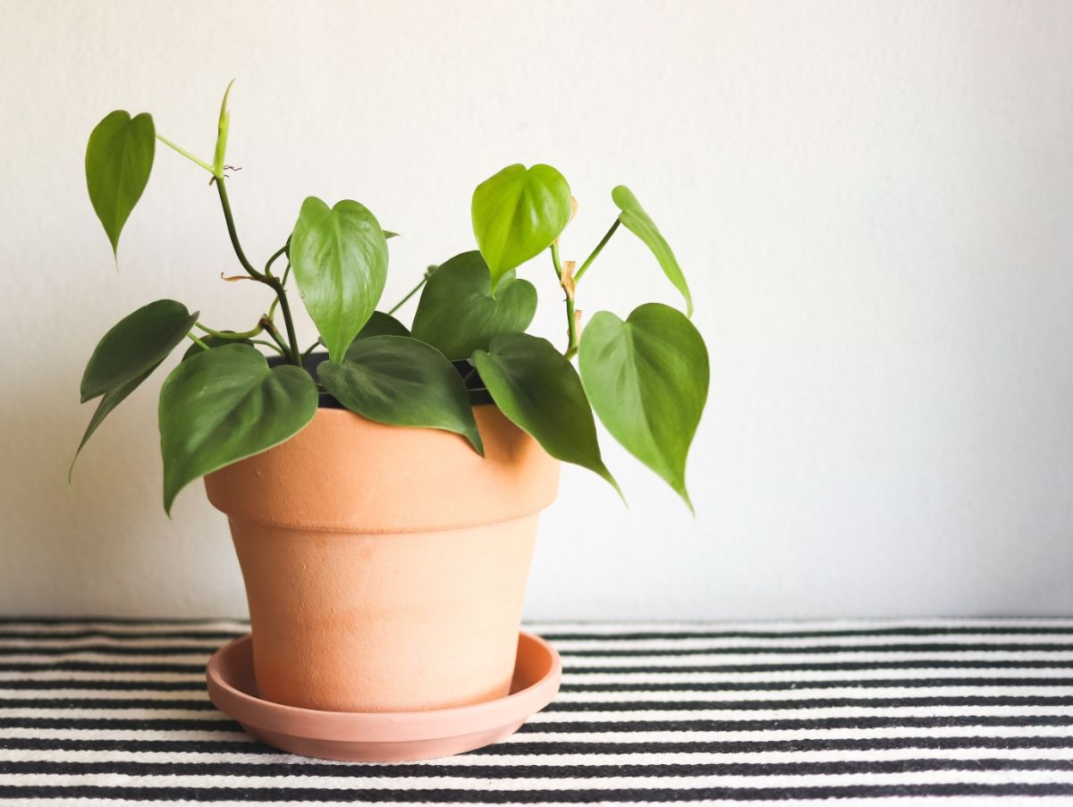 Heart-Leaf Philodendron in a terracotta pot indoor.