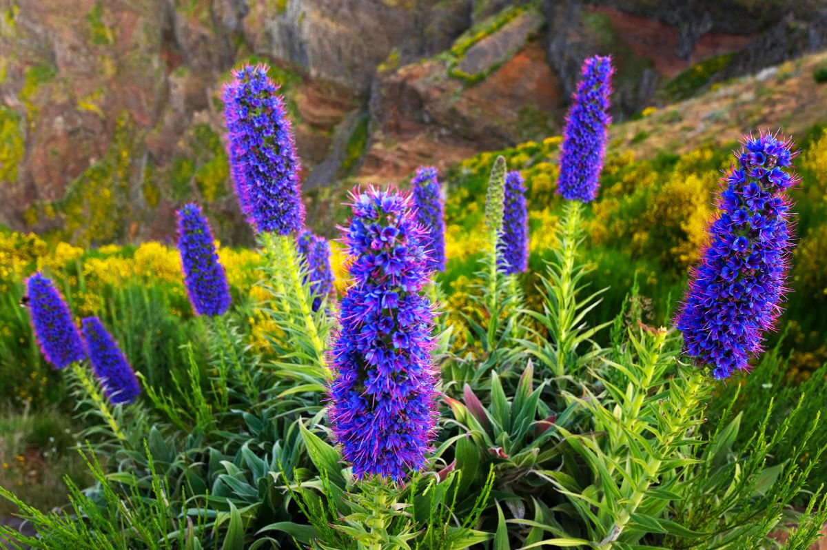 Vibrant purple stalk-like flowers of a Pride of Madeira plant.