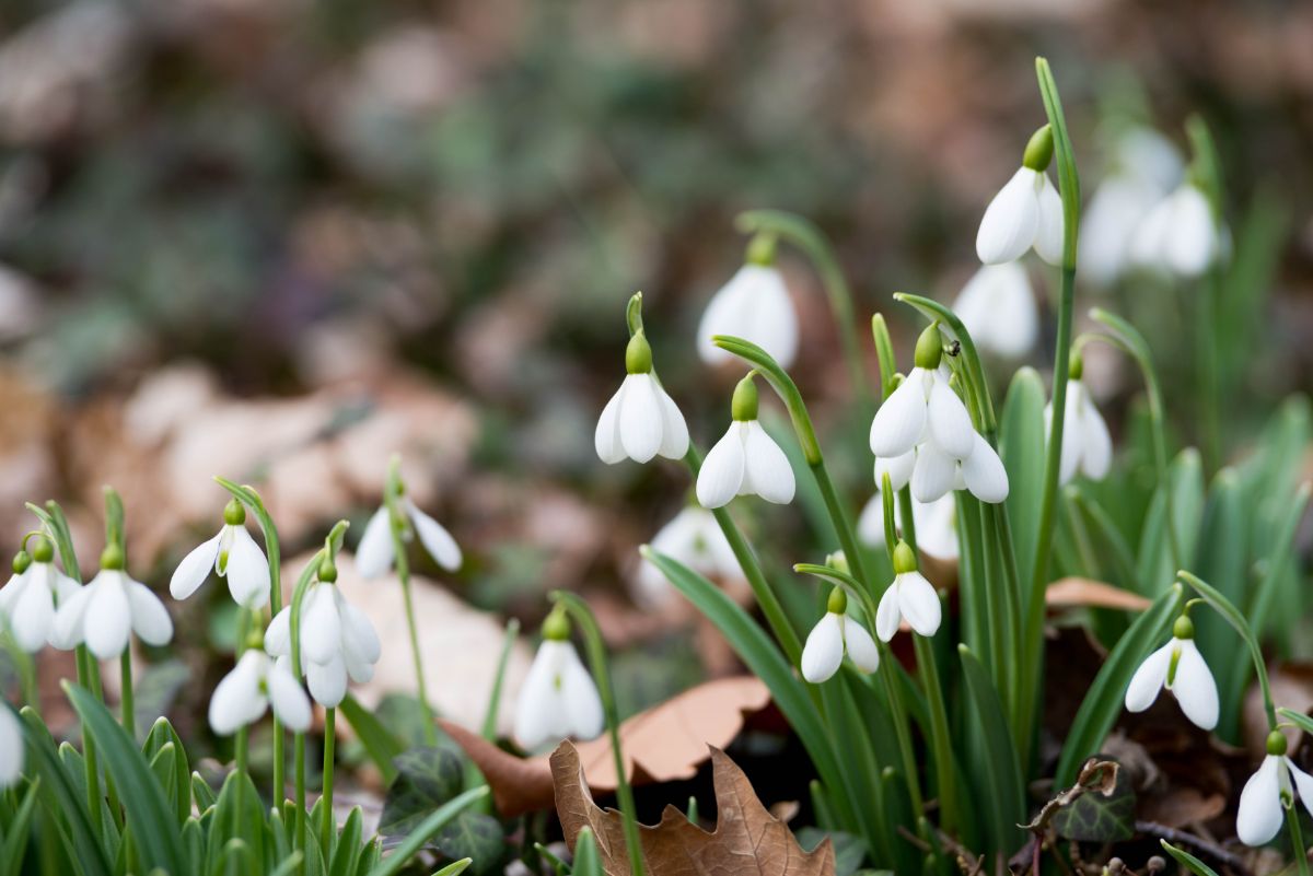Snowdrops in white bloom in the forest.
