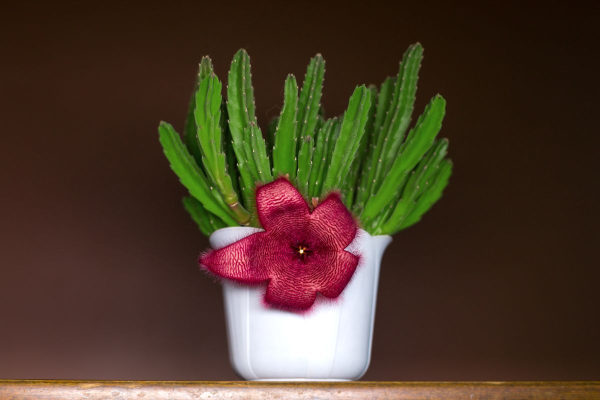 Starfish Cactus with a red flower in a white pot.