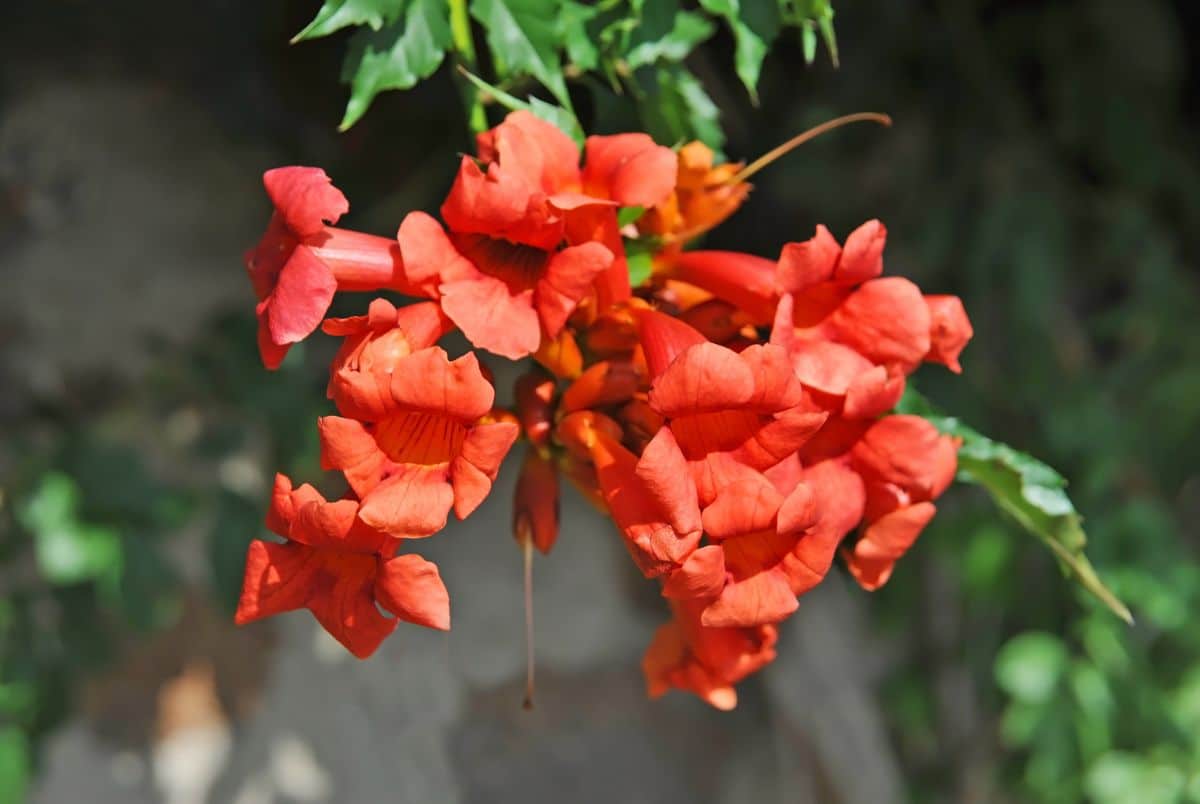 A cluster of red trumpet-like flowers of Trumpet Vine on a sunny day.