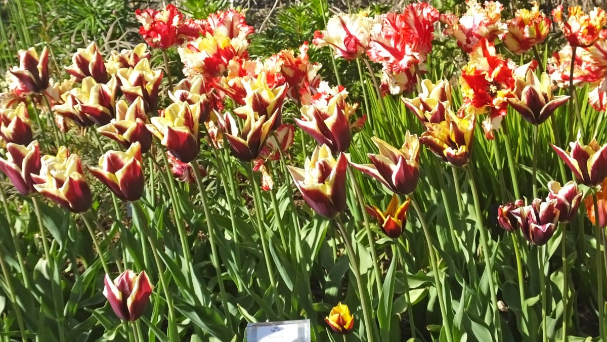Absalom Tulips in full bloom on a sunny day.