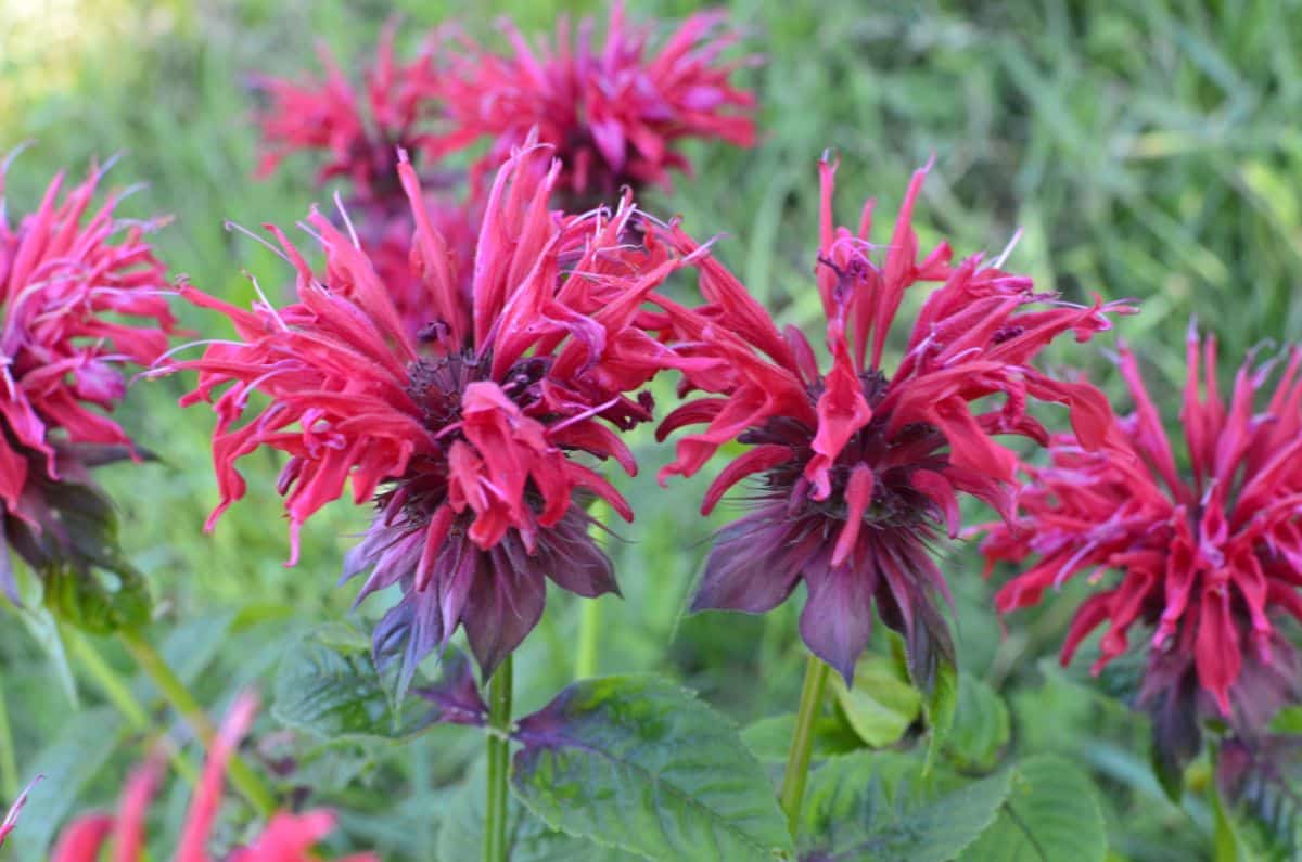 A close-up of vibrant-red flowers of a Bee Balm plant.