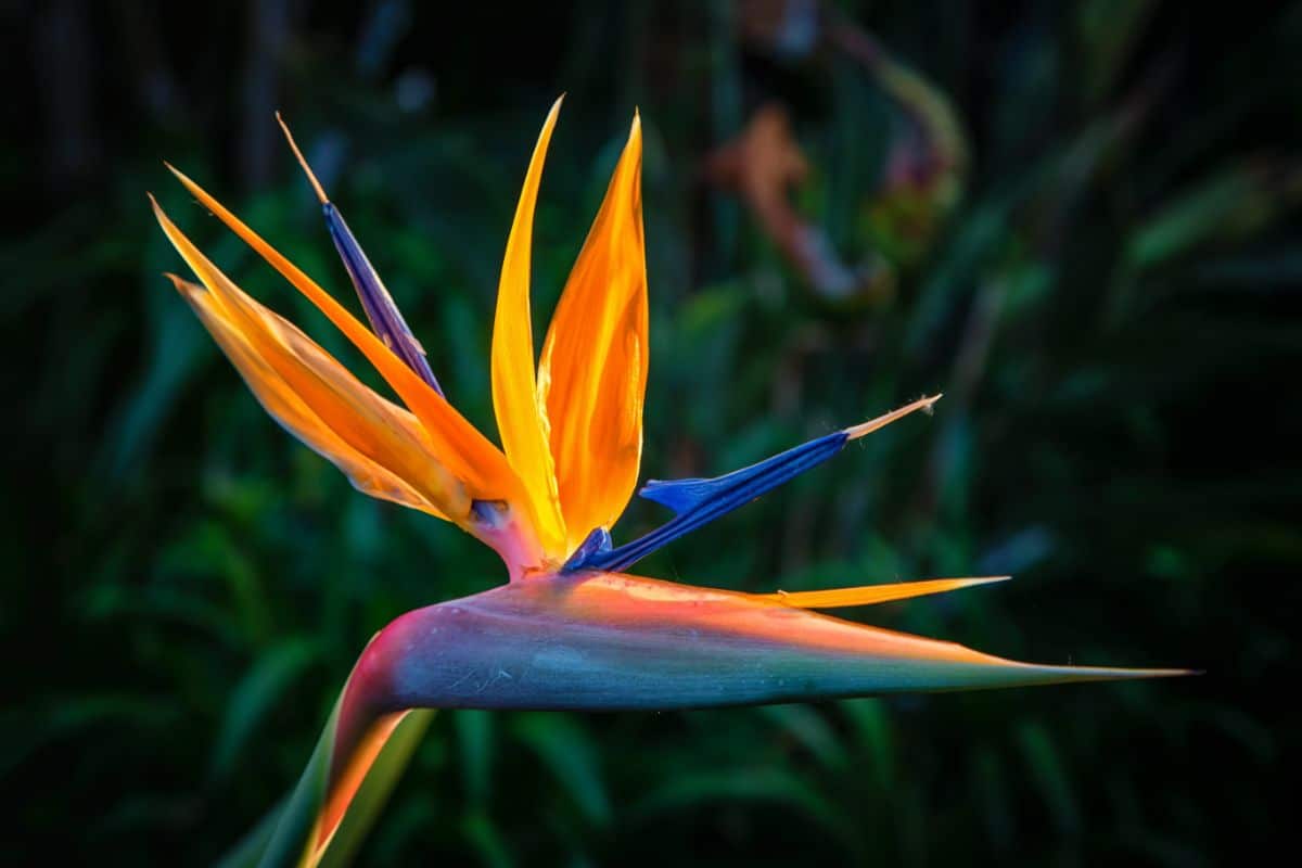 A close-up of a beautiful Bird of Paradise flower.