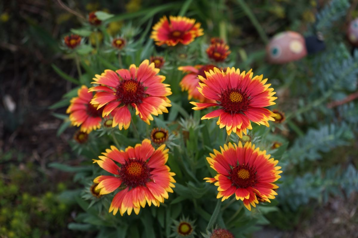 Blanket Flowers with orange-yellow petals and brown centers.